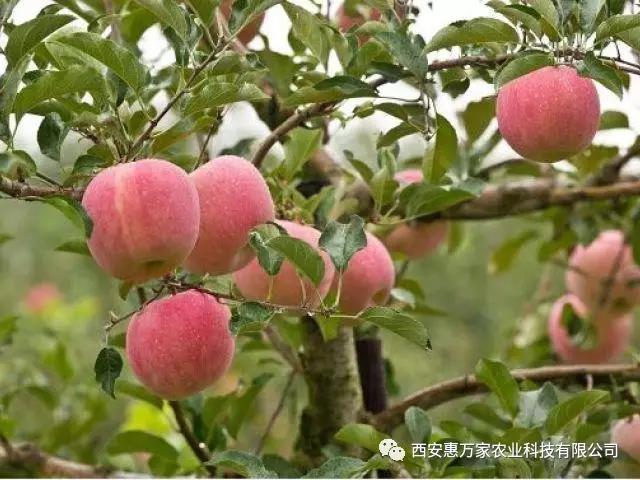 &#31859;&#20848;